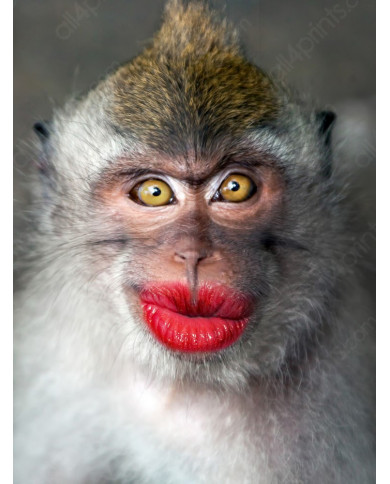 El beso del mono El beso del mono