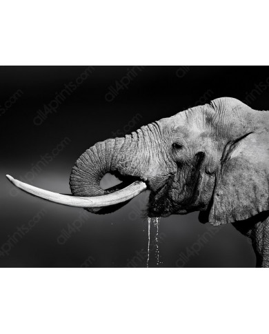 Elefante bebiendo, Parque Nacional Addo, SudÁfrica Elefante bebiendo, Parque Nacional Addo, SudÁfrica
