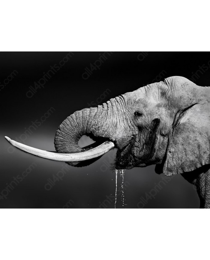 Elefante bebiendo, Parque Nacional Addo, SudÁfrica