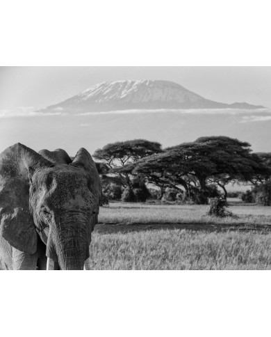 Elefante en el monte del Kilimanjaro, Tanzania Elefante en el monte del Kilimanjaro, Tanzania