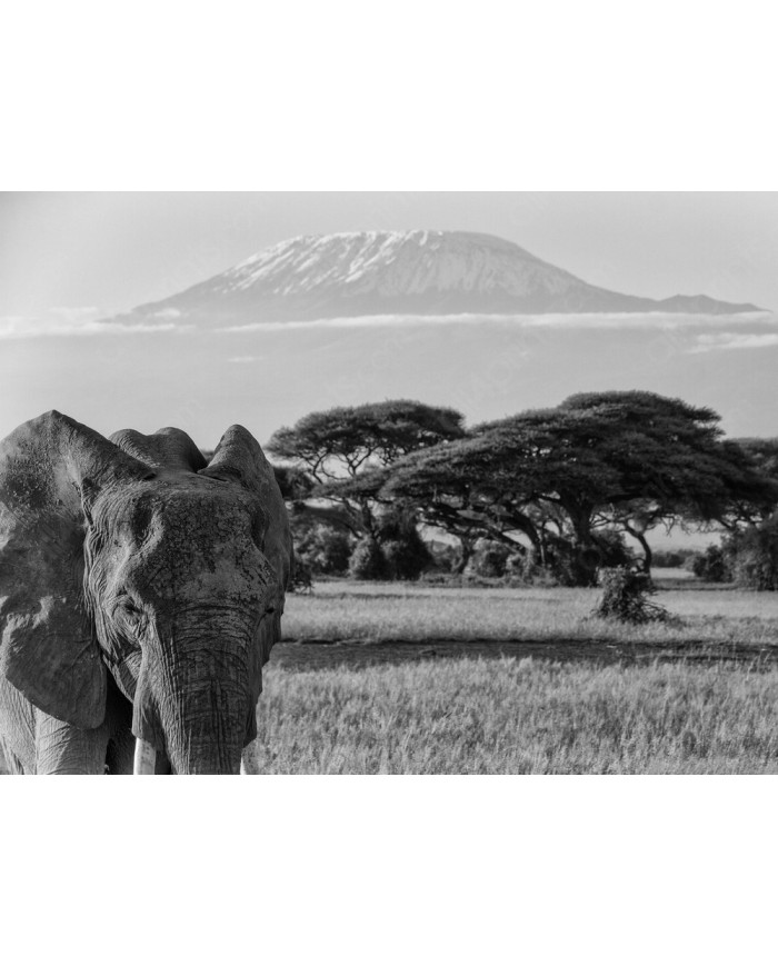 Elefante en el monte del Kilimanjaro, Tanzania