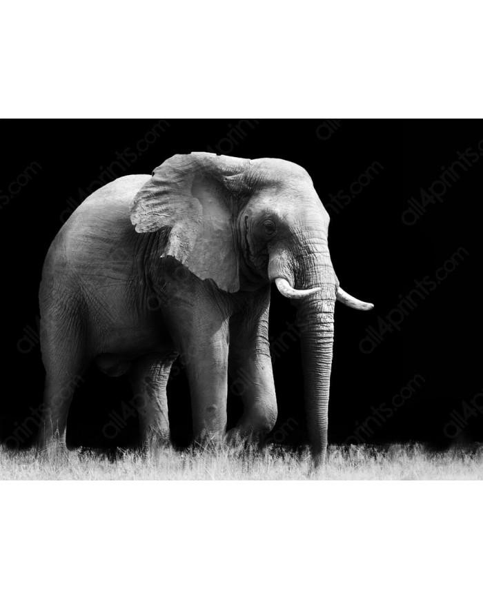 Elefante, Parque Nacional Etosha, Namibia
