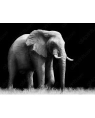 Elefantes tomando un baño de polvo, Parque Nacional Etosha, Namibia