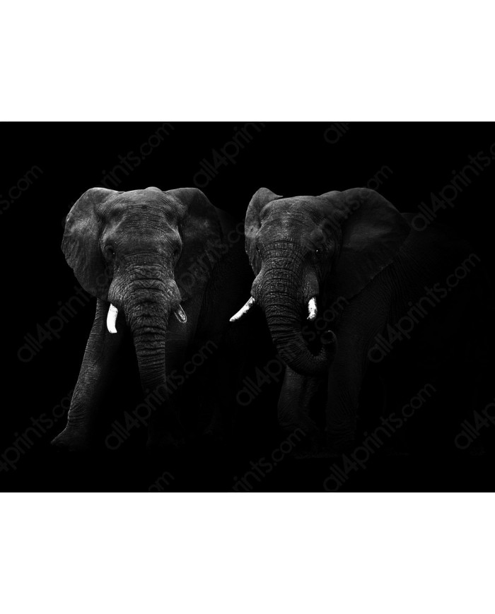 Elefantes, Parque Nacional Masai Mara, Kenia