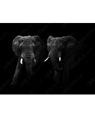 Elefantes tomando un baño de polvo, Parque Nacional Etosha, Namibia