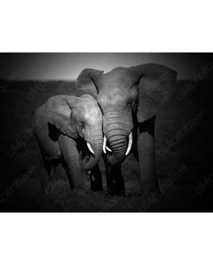 Elefantes, Parque Nacional Masai Mara, Tanzania