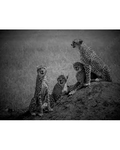 Familia de Cheetas, Parque Nacional Masai Mara, Kenia Familia de Cheetas, Parque Nacional Masai Mara, Kenia