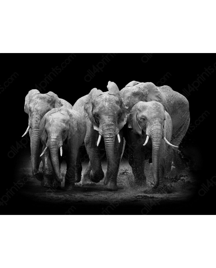 Familia de elefantes, Parque Nacional Serengueti, Tanzania