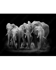 Familia de elefantes, Parque Nacional Serengueti, Tanzania