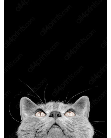 Gato Chartreux Gato Chartreux