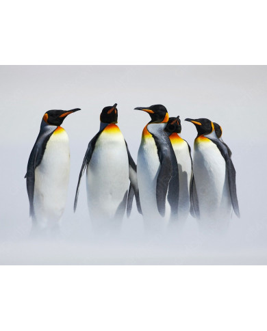 Grupo de pingüinos en la Antártida Grupo de pingüinos en la Antártida