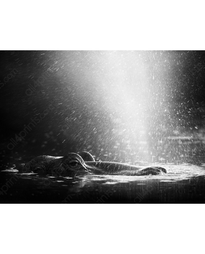 Hipopótamo, Parque Nacional Serengueti, Tanzania