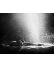 Jirafa al atardecer, Parque Nacional Masai Mara, Tanzania