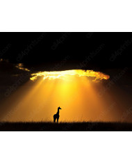 Jirafa al atardecer, Parque Nacional Masai Mara, Tanzania