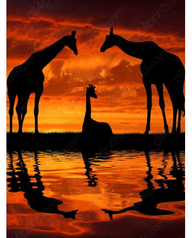 Jirafas al amanecer, Parque Nacional Masai Mara, Tanzania Jirafas al amanecer, Parque Nacional Masai Mara, Tanzania