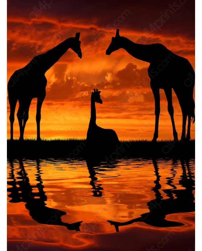 Jirafas al amanecer, Parque Nacional Masai Mara, Tanzania