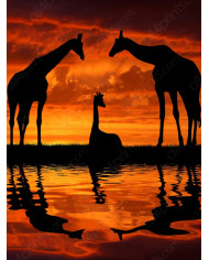 Jirafa al atardecer, Parque Nacional Masai Mara, Tanzania