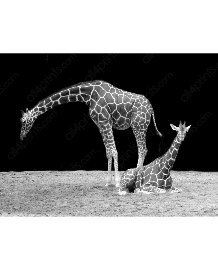 Jirafas Parque Nacional Masai Mara, Kenia