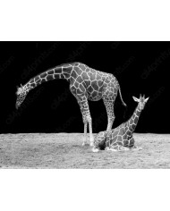 Jirafas Parque Nacional Masai Mara, Kenia