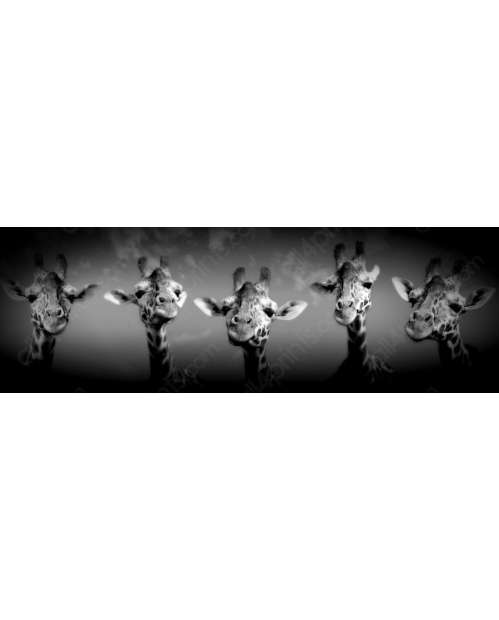 Jirafas,  Nairobi, Kenia