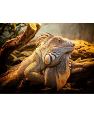 La jirafa equilibrista