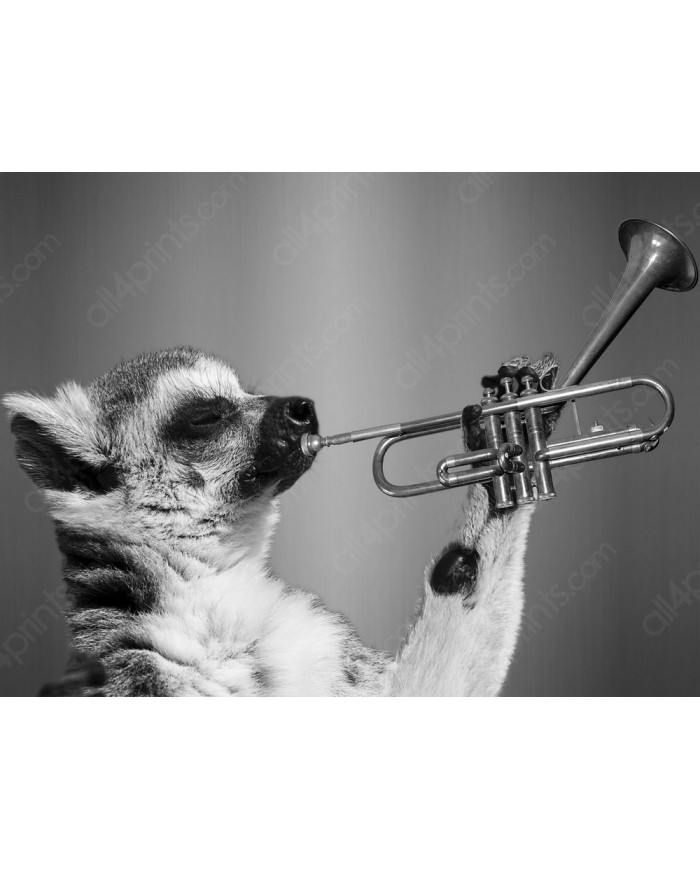 Lemur tocando la trompeta