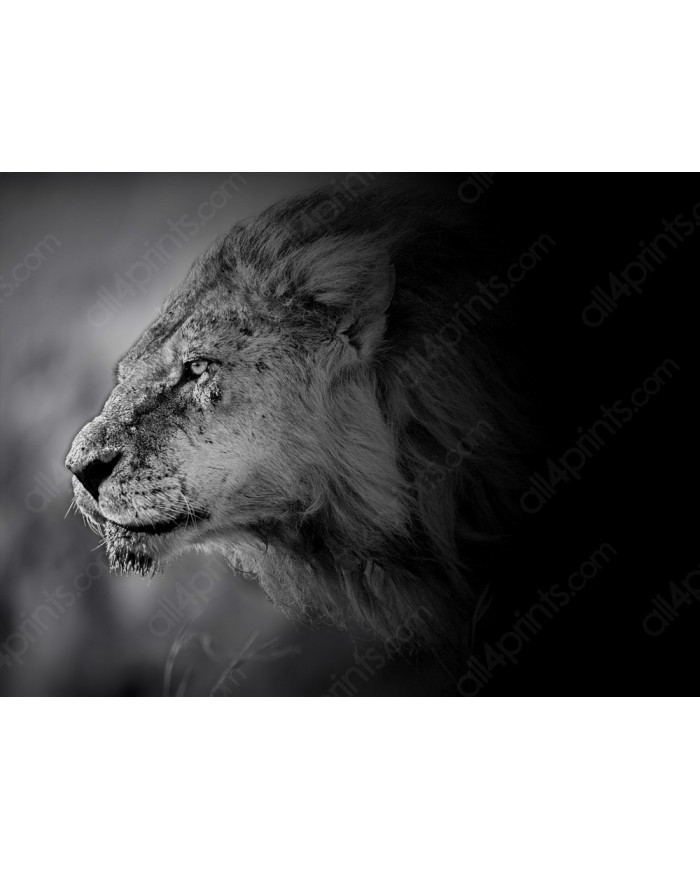 León al acecho, Parque Nacional Masai Mara, Kenia