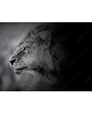 León con su cría,  Parque Nacional Addo, SudÁfrica