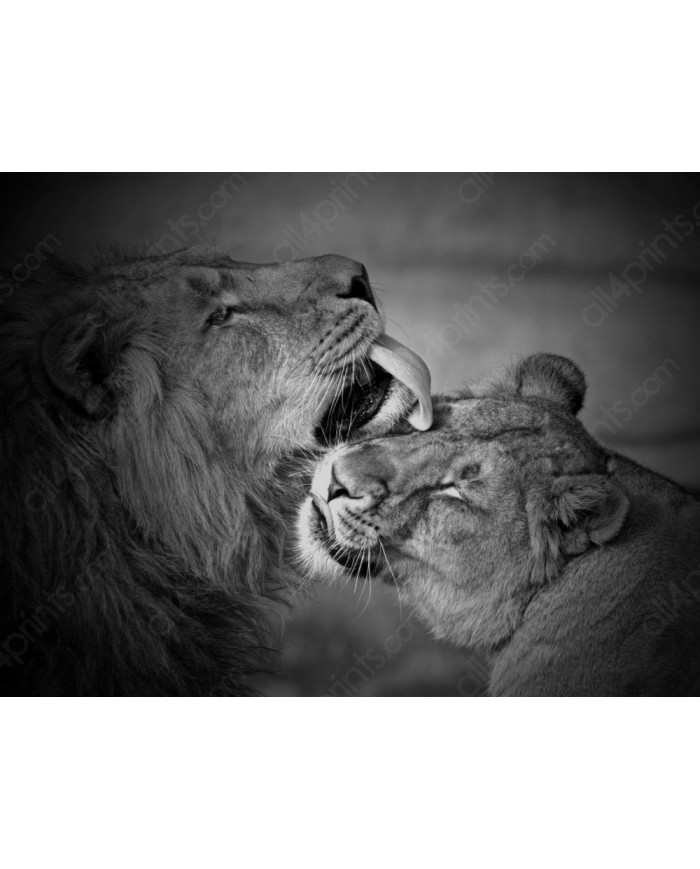 León con su cría,  Parque Nacional Addo, SudÁfrica