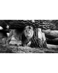 León con su cría,  Parque Nacional Addo, SudÁfrica