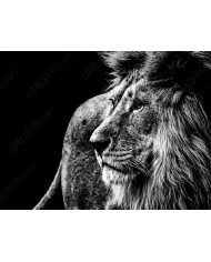 León, Parque Nacional Kruger, SudÁfrica