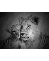 Leopardo descansando en un árbol, Parque Nacional Masai Mara, Tanzania