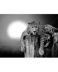 Leopardo descansando en un árbol, Parque Nacional Masai Mara, Tanzania