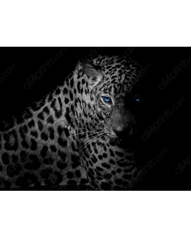 Leopardo, Parque Nacional Serengueti, Tanzania Leopardo, Parque Nacional Serengueti, Tanzania