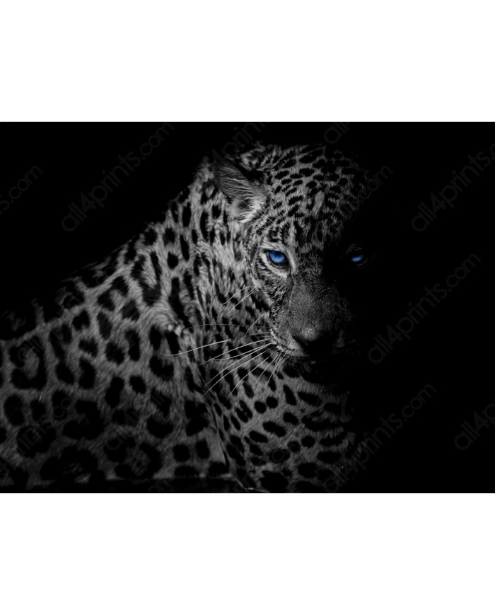 Leopardo, Parque Nacional Serengueti, Tanzania