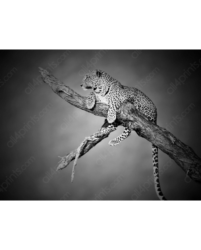 Leopardo, Parque Nacional Serengueti, Tanzania