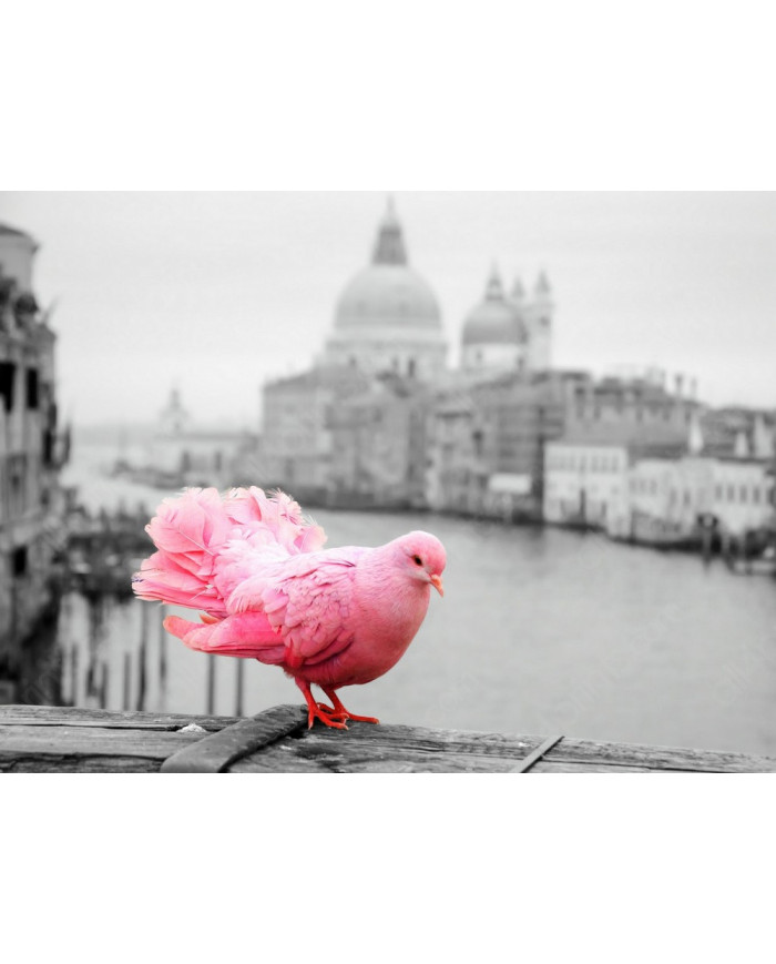 Paloma rosa junto al Gran Canal, Venecia