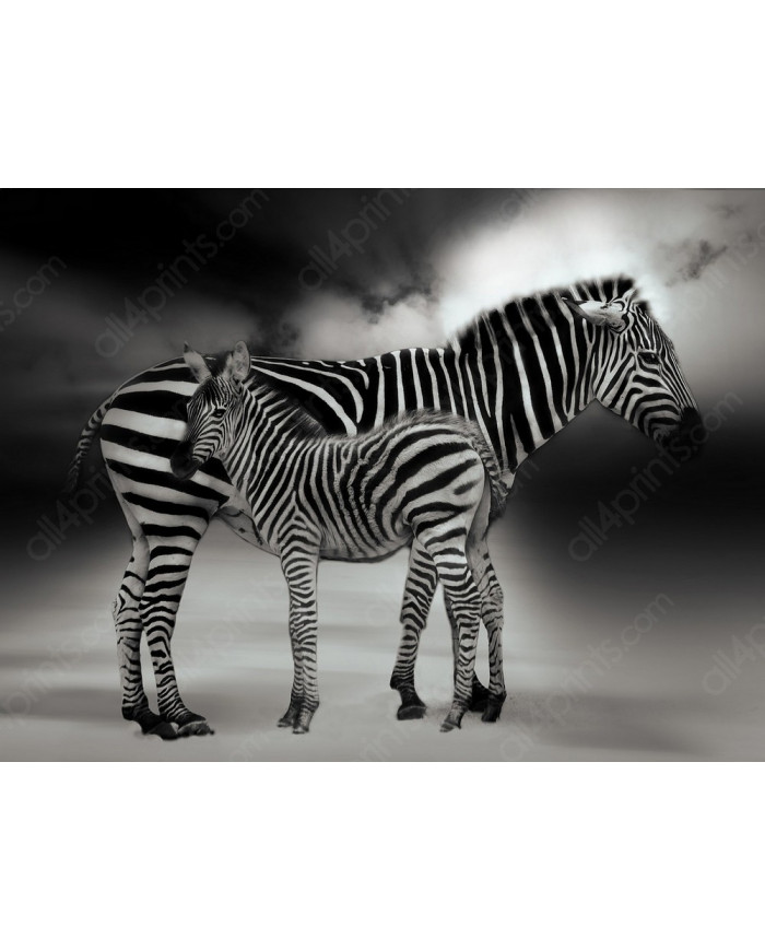 Retrato de dos cebras