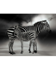 Retrato de dos cebras