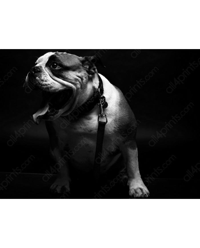 Retrato de un bulldog