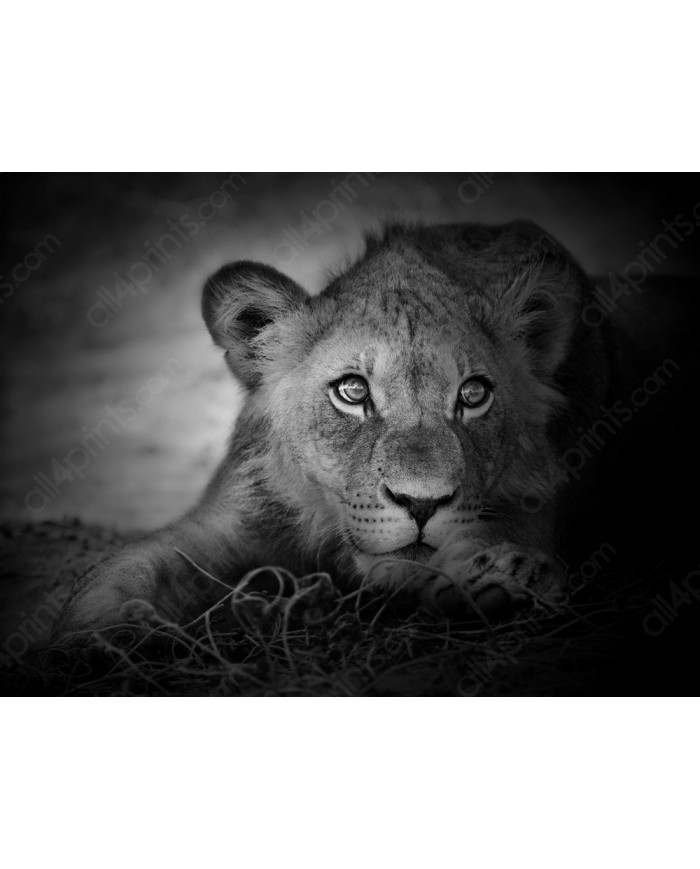 Portrait of a young lion, Serengeti National Park, Tanzania