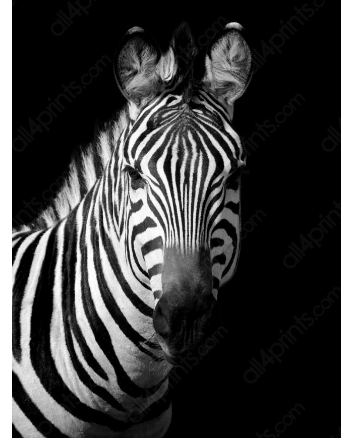 Retrato de una cebra, Parque Nacional Serengueti, Tanzania