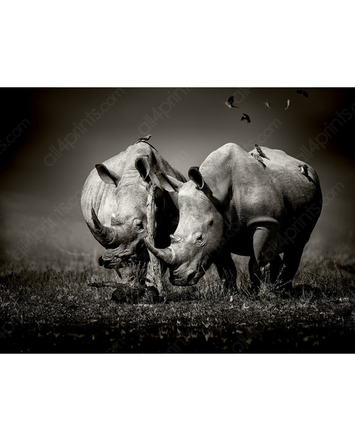 Rinocerontes rodeados de pájaros, Parque Nacional  Nakuru, Kenia