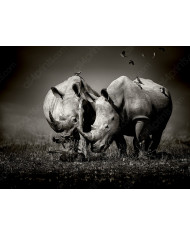 Retrato de una cebra, Parque Nacional Serengueti, Tanzania