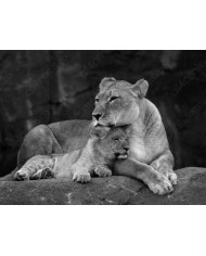 Leona con su cachorro, Parque Nacional Masai Mara, Kenia