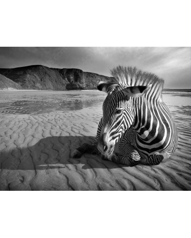 African zebra, Kruger National Park, South Africa