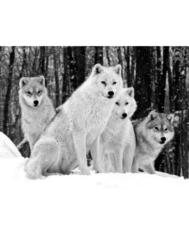 Lobo del ártico Lobo del ártico