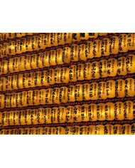 Guerrero Maasai , Kenia