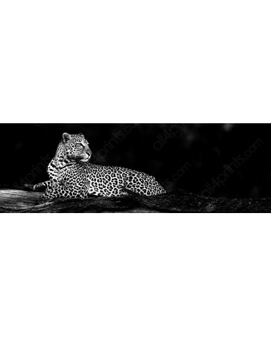 Leopard, Masai Mara National Park, Tanzania