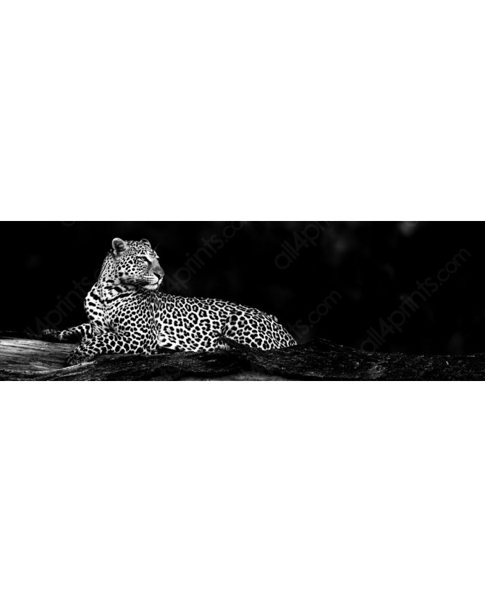 Leopard, Masai Mara National Park, Tanzania